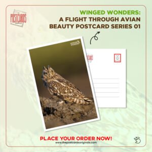 Winged Wonders: A Flight Through Avian Beauty" Postcard Series - Set of 8 Postcards